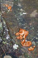 This shows how they grow on a fallen conifer log.